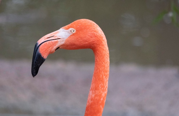 Portrait of a pink flamingo in a profile