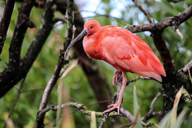 Portrait of a pink ibis on a tree branch