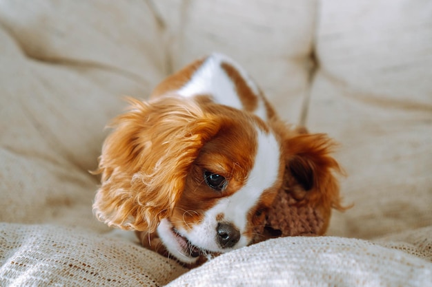 Portrait of playful Cavalier King Charles Spaniel puppy who chewing plush toy on armchair in house Funny and shaggy child with red and white fur playing on soft couch