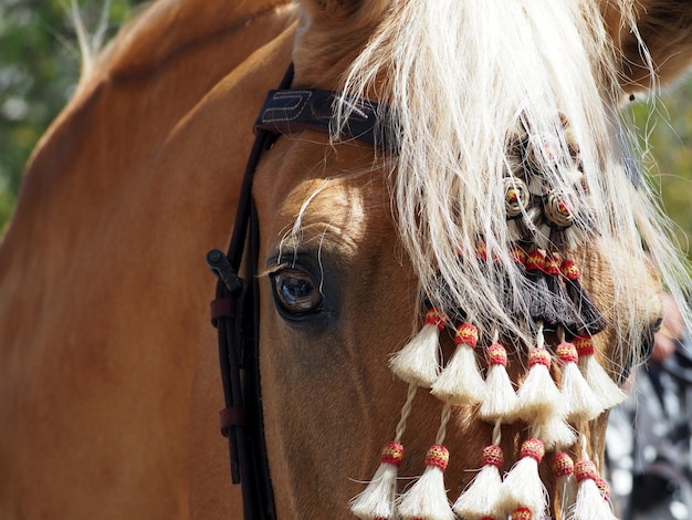 遊び心のある馬の肖像