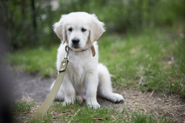 Portrait of a playful puppy of a purebred golden retriever dog Retriever puppy sits in the grass