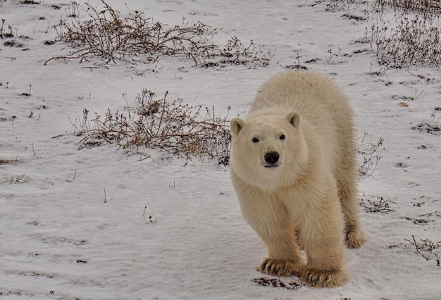 portrait of polar bear