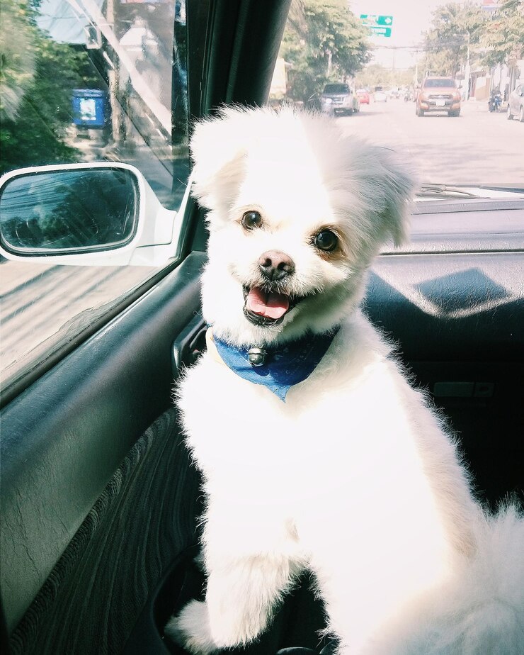 Photo 자동차 에 있는 포메라니안 의 초상화