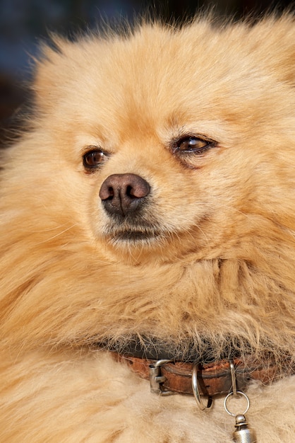 Portrait of a Pomeranian dog with yellow fur