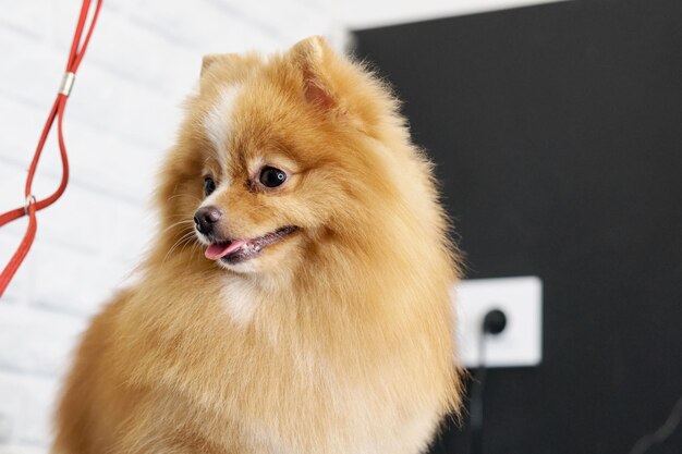 Portrait of a Pomeranian Pomeranian against a white and black wall