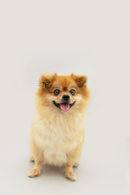 Portrait pomeranian puppy dog with happy expression Isolated on gray background