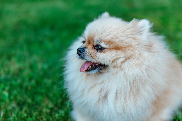 Portrait of a Pomeranian Spitz closeup
