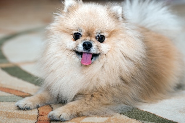 Portrait of a Pomeranian Spitz lying on a carpet in the living room