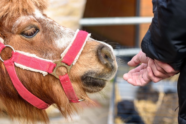 A portrait of a pony