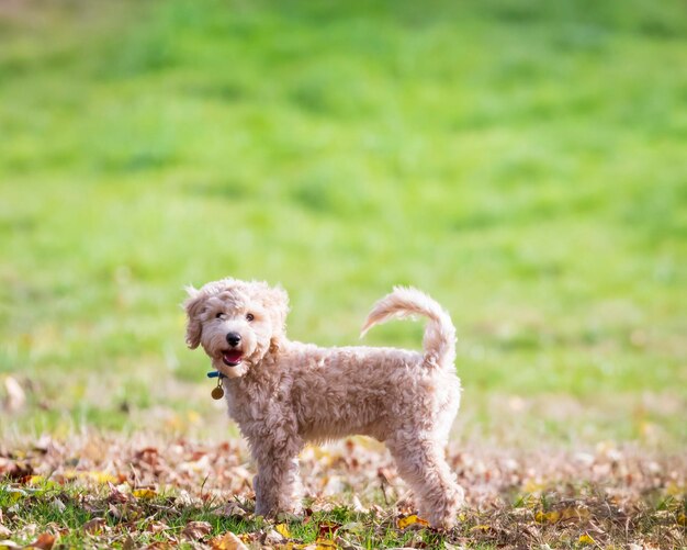 尾を上げたプーチョンの子犬の肖像画