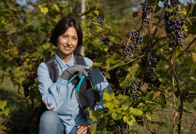 Portrait of positive mature woman sitting in squats in vineyard field Charming female farmer holding gardening scissors in hand Harvesting concept