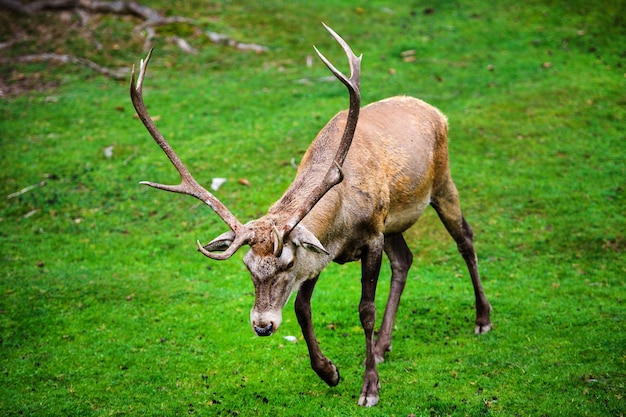 Portrait of powerful young red deer stag in forest