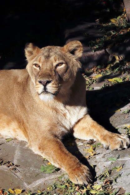 Portrait of a predatory animal lion in the zoo