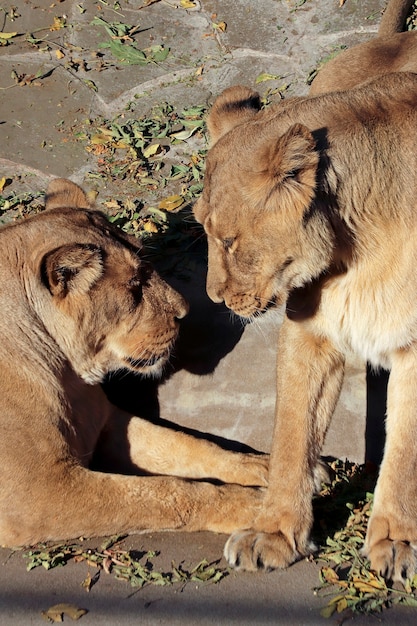Портрет хищного льва в зоопарке
