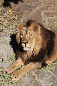 Ritratto di un leone animale predatore nello zoo