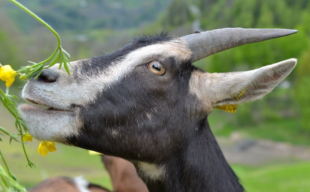 Portrait of a pretty broown goat with snout in flowers