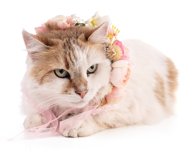 Portrait of a pretty cat with flowers on a white background