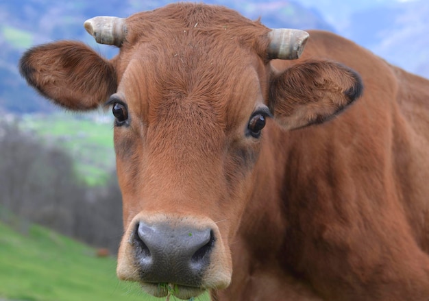 Portrait of a pretty young brown cow in alpine pasture