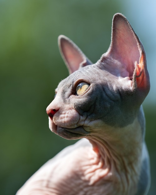 Photo portrait in profile of beautiful young blue and white canadian sphynx male kitten fifteen weeks old