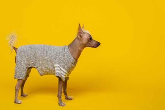 Portrait in profile of a male chinese crested dog on yellow background -image