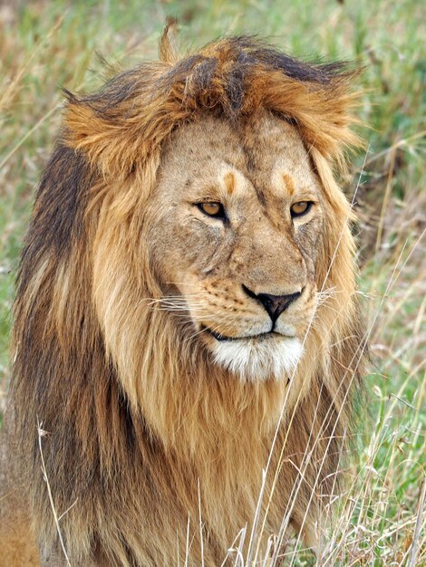 Foto ritratto di un leone maschio orgoglioso in africa foto di fauna selvatica scattata durante un safari africano