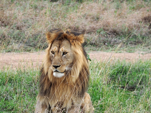 Foto ritratto di un leone maschio orgoglioso in africa foto di fauna selvatica scattata durante un safari africano