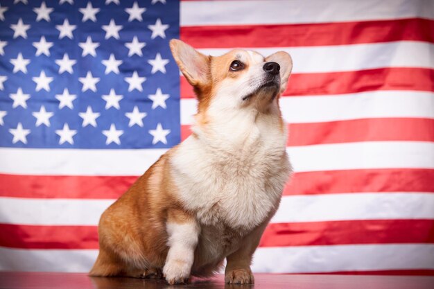 Portrait of a proud Welsh Corgi Pembroke dog in front of the American flag