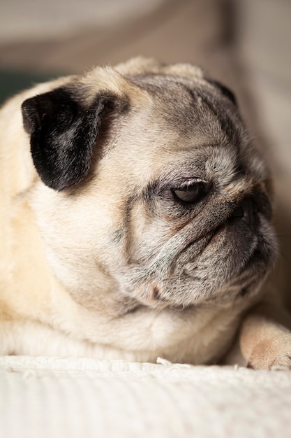 愛らしい顔をしたパグ犬のポートレート。ソファに横たわっている家の犬