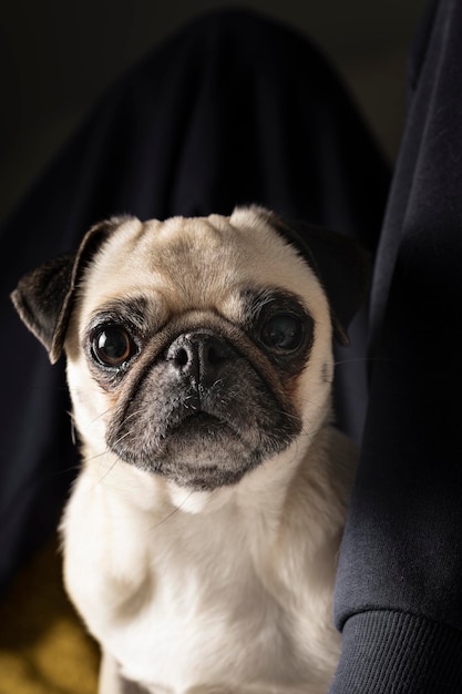 Portrait of pug breed dog with adorable face. Home dog lying on the sofa