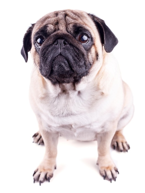 Foto ritratto di un pug con grandi occhi tristi isolati