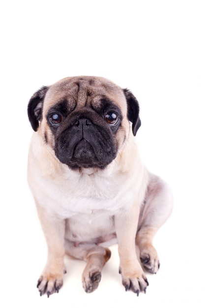 Ritratto di un cane pug con grandi occhi tristi.