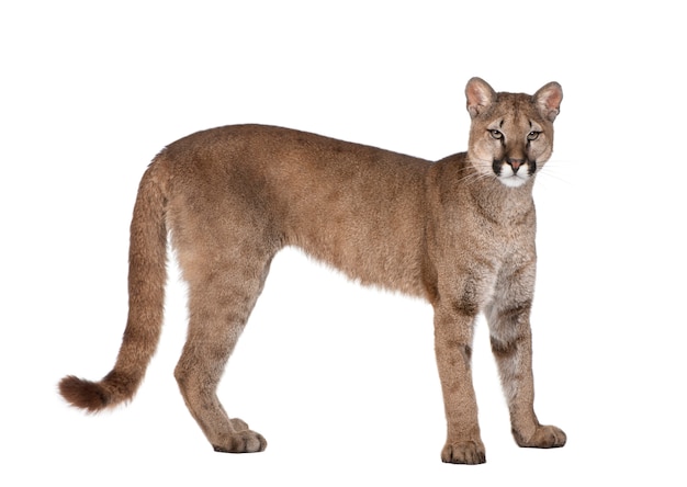 Portrait of Puma cub, Puma concolor, standing