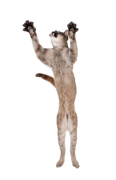 portrait of puma cub, puma concolor, standing