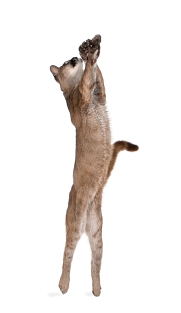 Portrait of Puma cub, Puma concolor, on white isolated