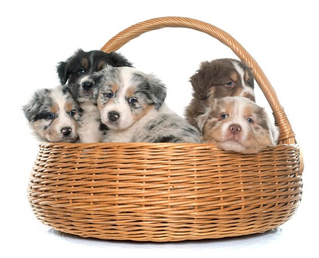 Portrait of puppies relaxing in wicker basket against white background