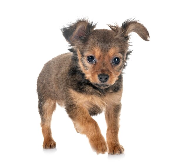 Photo portrait of puppy against white background