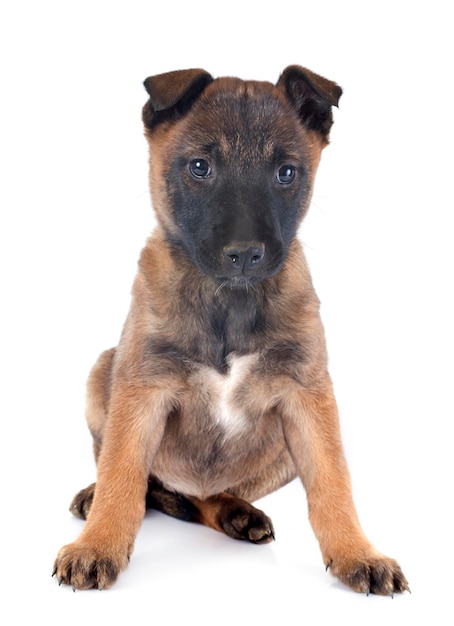 Photo portrait of puppy against white background