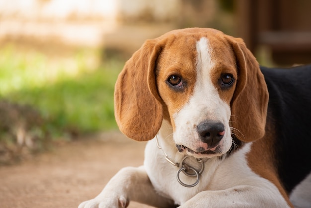 Portrait of puppy beagle dog, animal concept