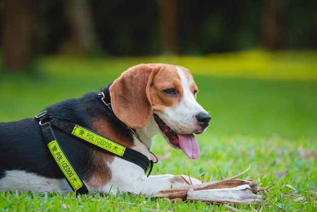 Portrait of puppy beagle dog, animal concept