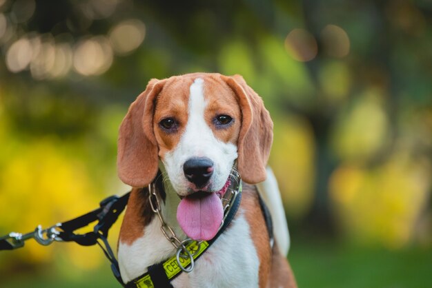 Portrait of puppy beagle dog, animal concept