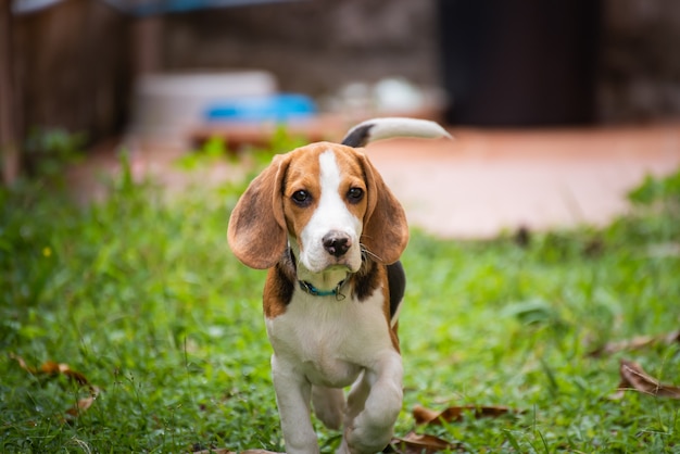 Photo portrait of puppy beagle on the floor