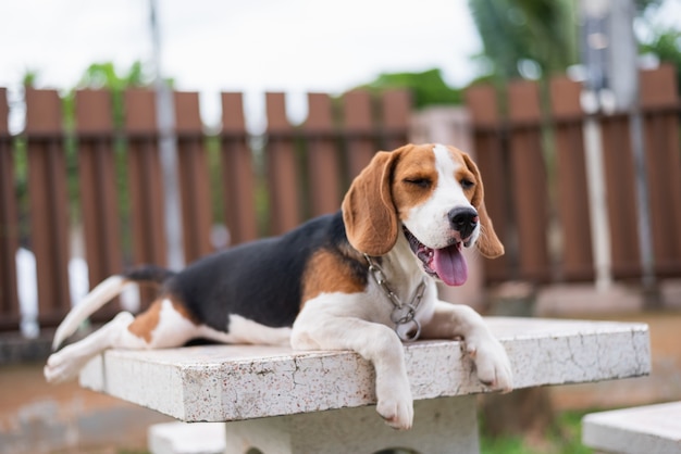 Portrait of puppy beagle on the table