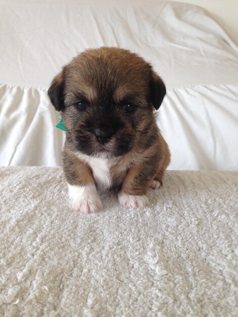 Photo portrait of puppy on bed