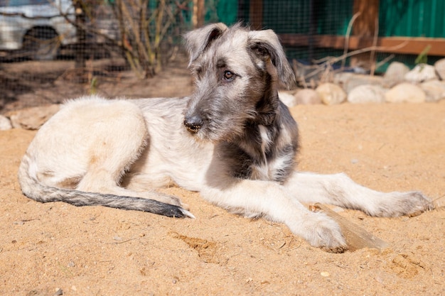 庭の砂の上に横たわっているアイリッシュ・ウルフハウンドの品種の子犬の肖像灰色のアイリッシュ・ウルフハウンドの品種の子犬