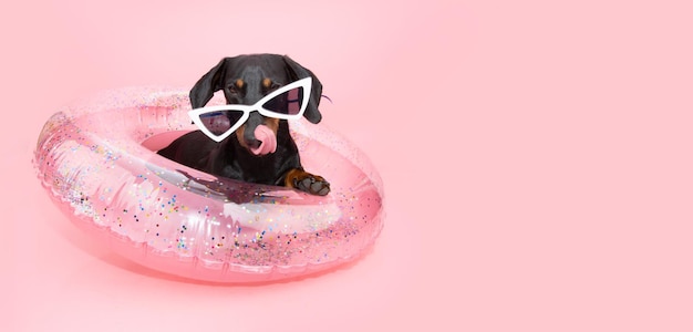 Portrait puppy dog summer inside a pink inflatable ring licking its lips Isolated on pastel background