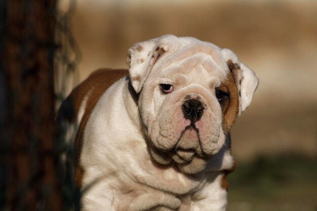 Portrait of puppy english bulldog