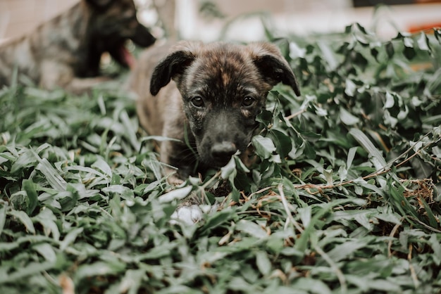 Portrait of puppy on field