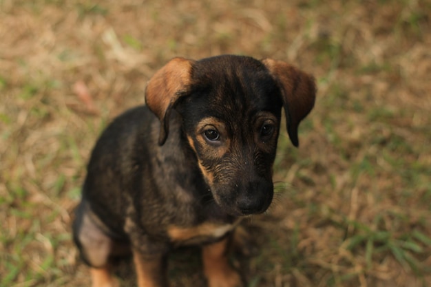 フィールドの子犬の肖像画