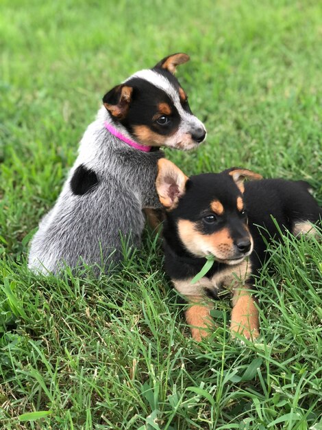 Foto ritratto di un cucciolo sul campo