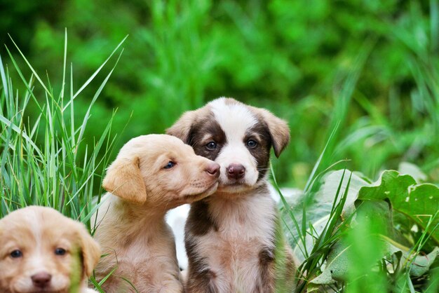 Foto ritratto di un cucciolo sul campo